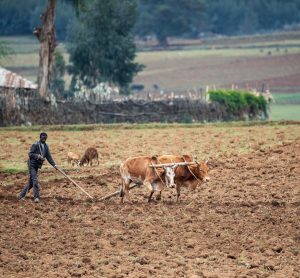 Ethiopian farmer plows fields