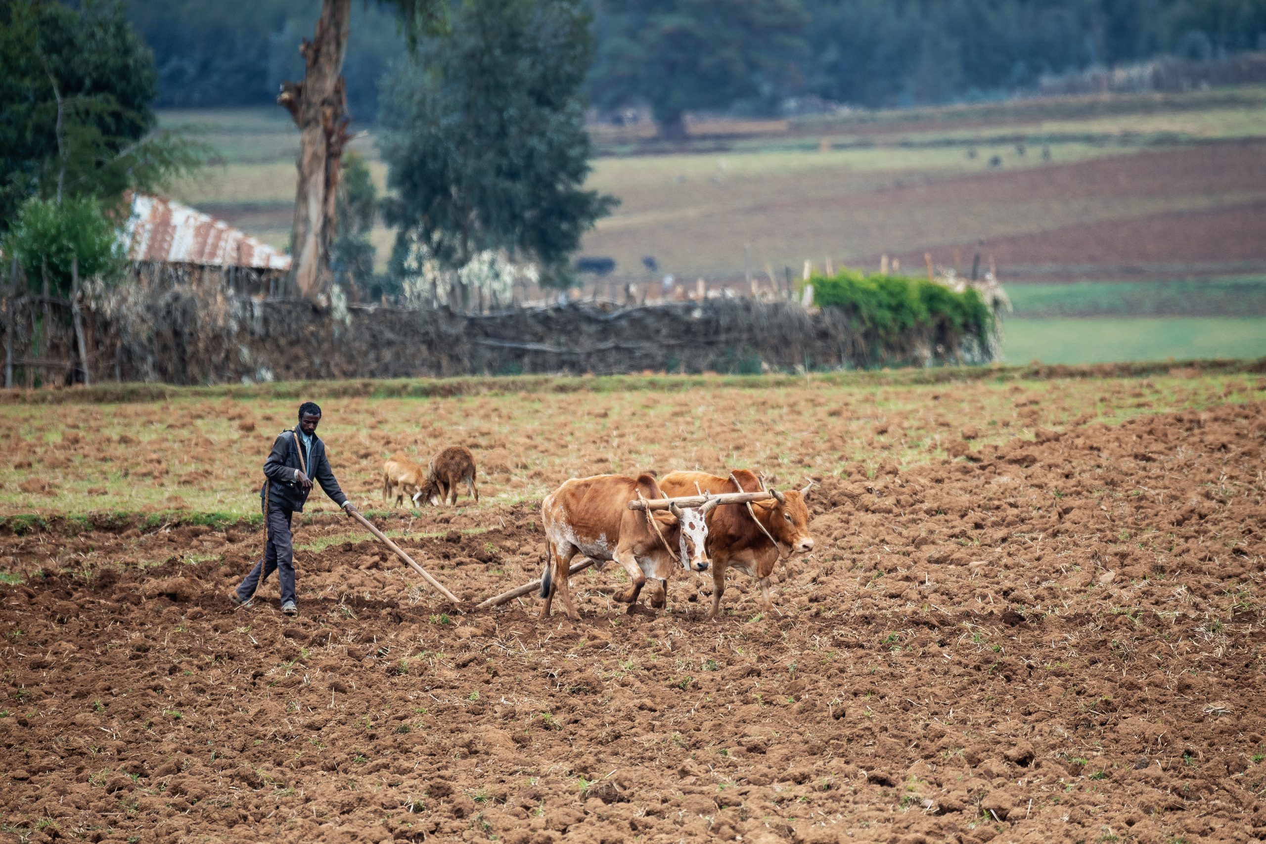 Ethiopian farmer plows fields