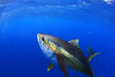 yellowfin tuna