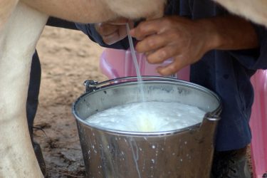 milking cow