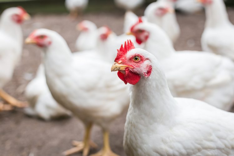 Chicken farms breaking law millions of times a day, say animal rights groups