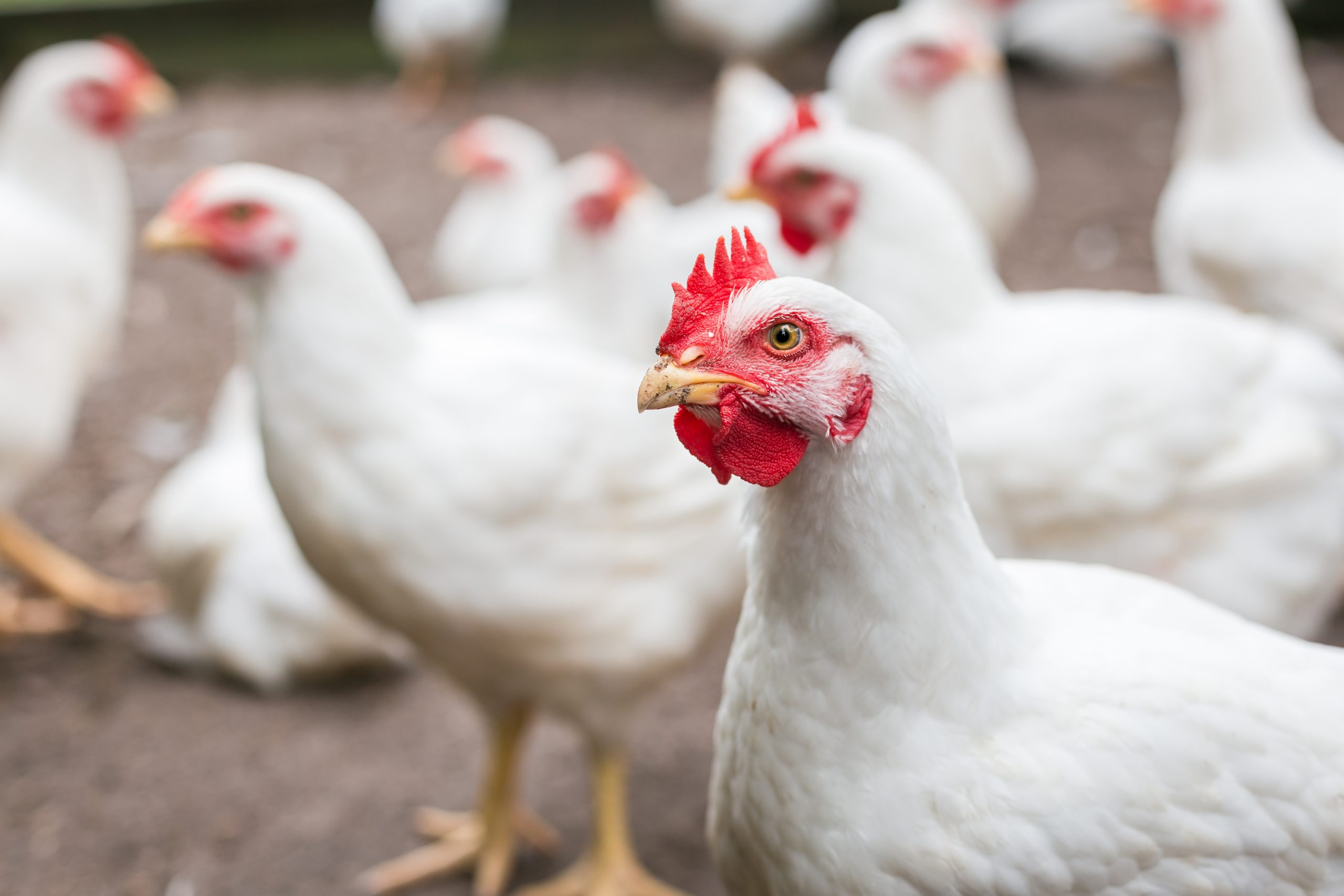 white organic chicken