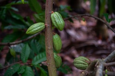 cocoa plant