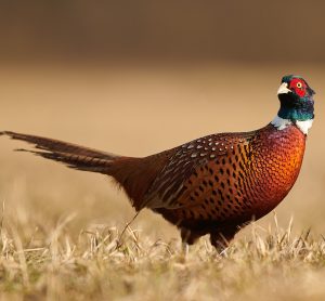 pheasant