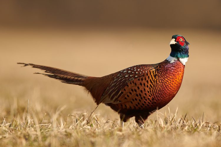 pheasant