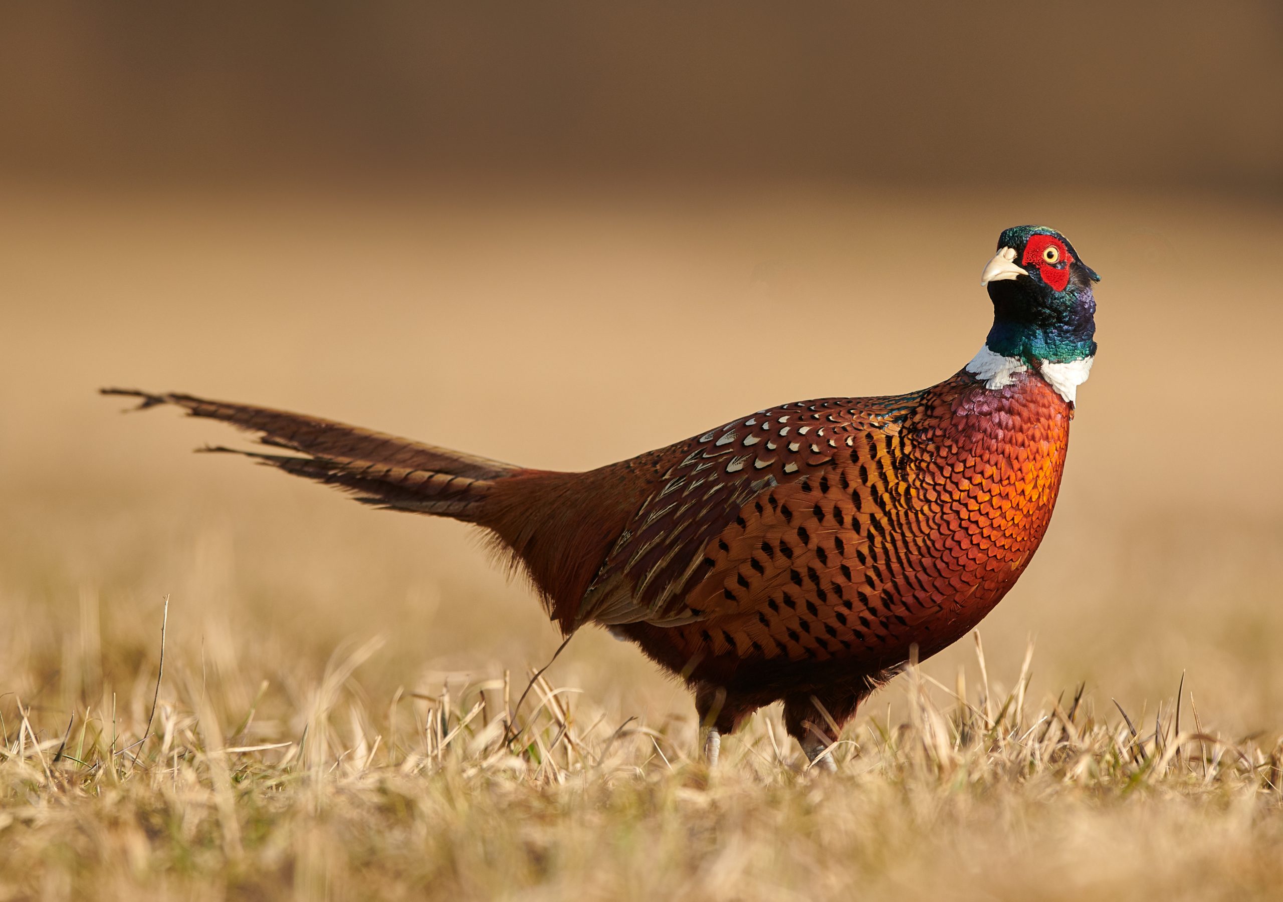 pheasant