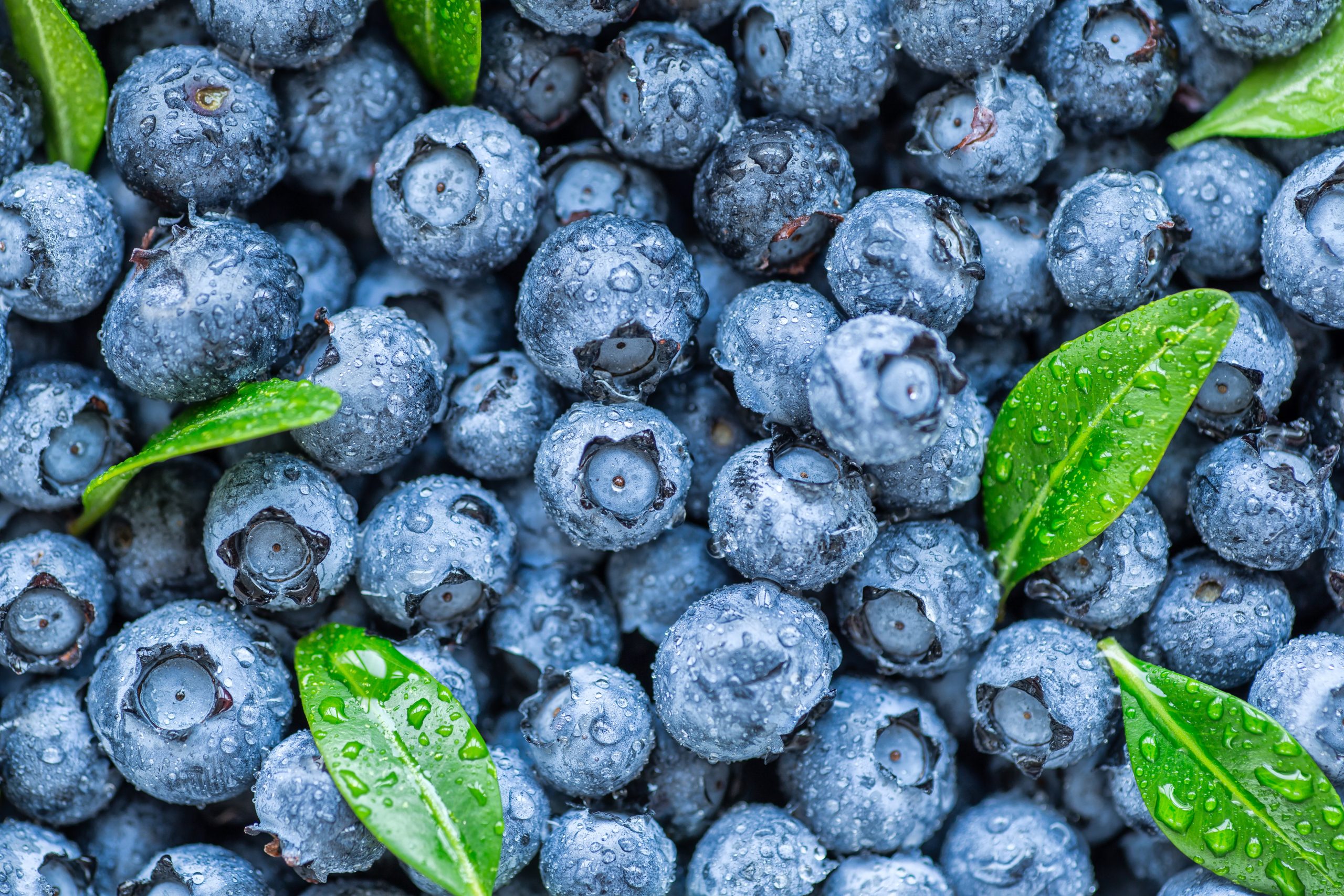 New study finds blueberries could be good for your heart