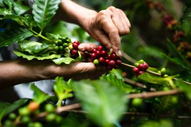 Coffee plant