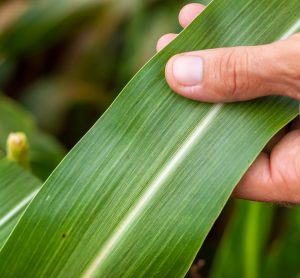 sorghum leaves browning