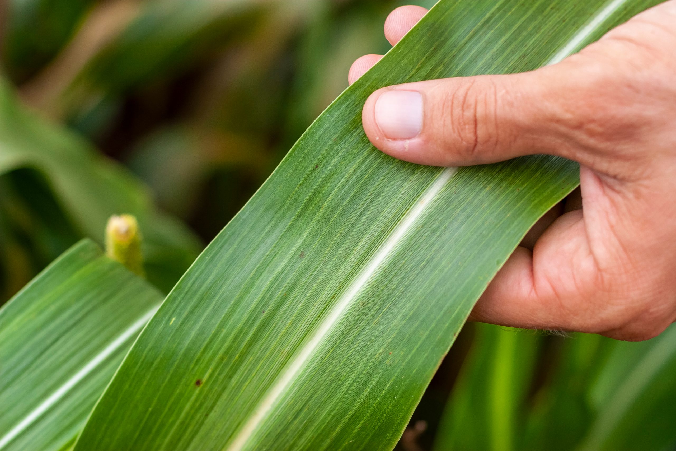 sorghum leaves browning