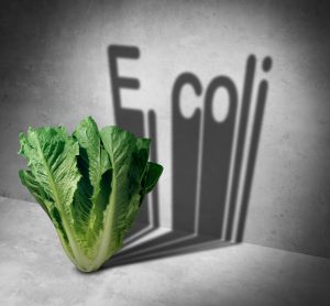 lettuce E. coli