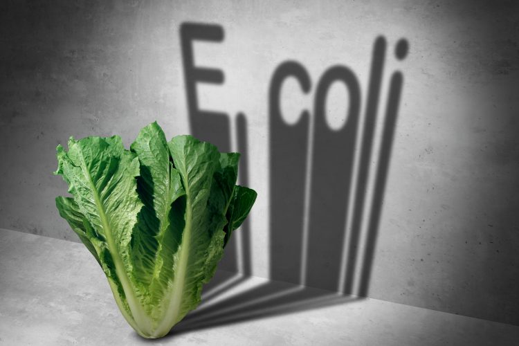 lettuce E. coli