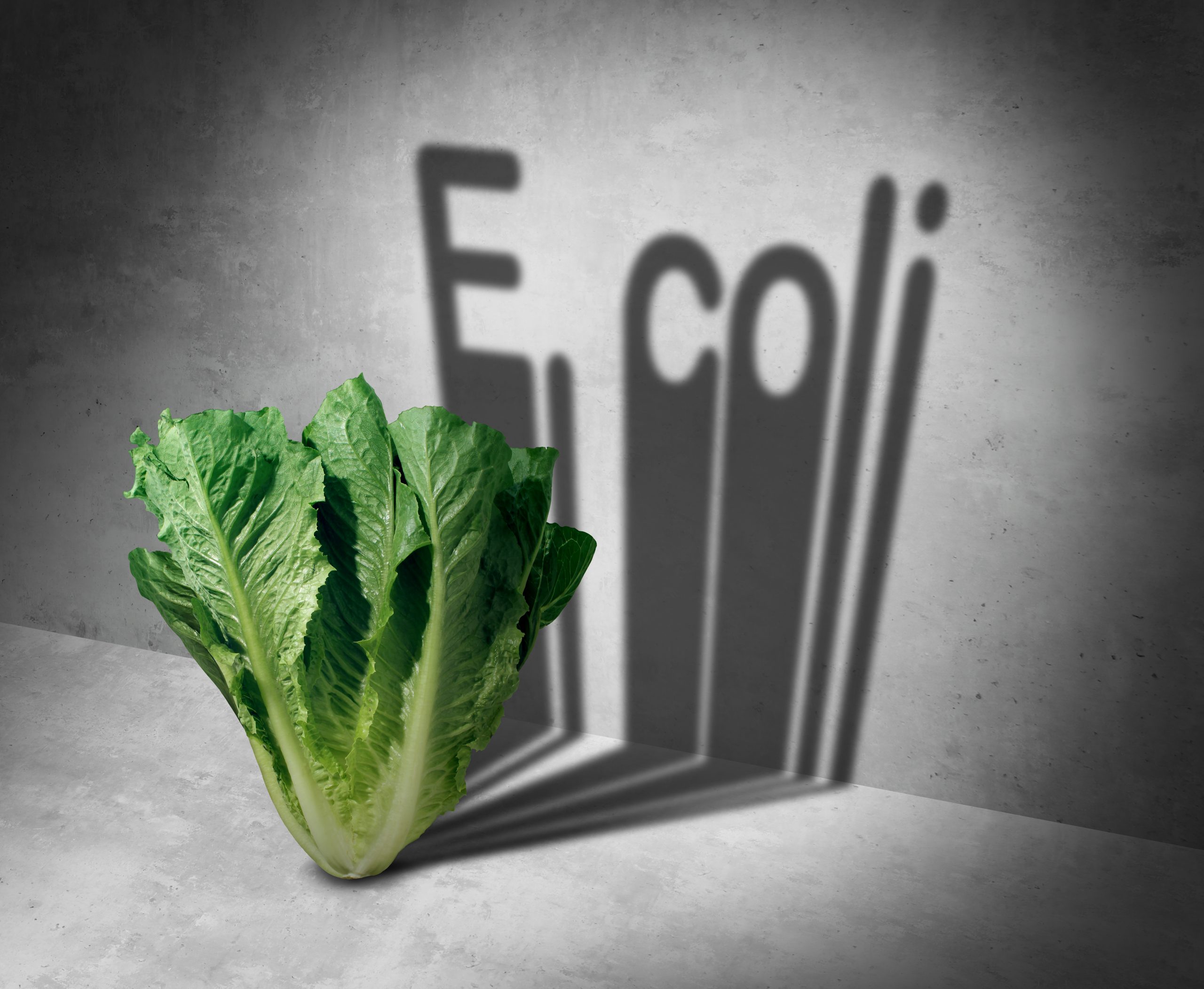 lettuce E. coli