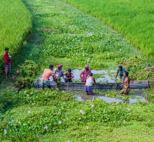 bangladesh rice farmer