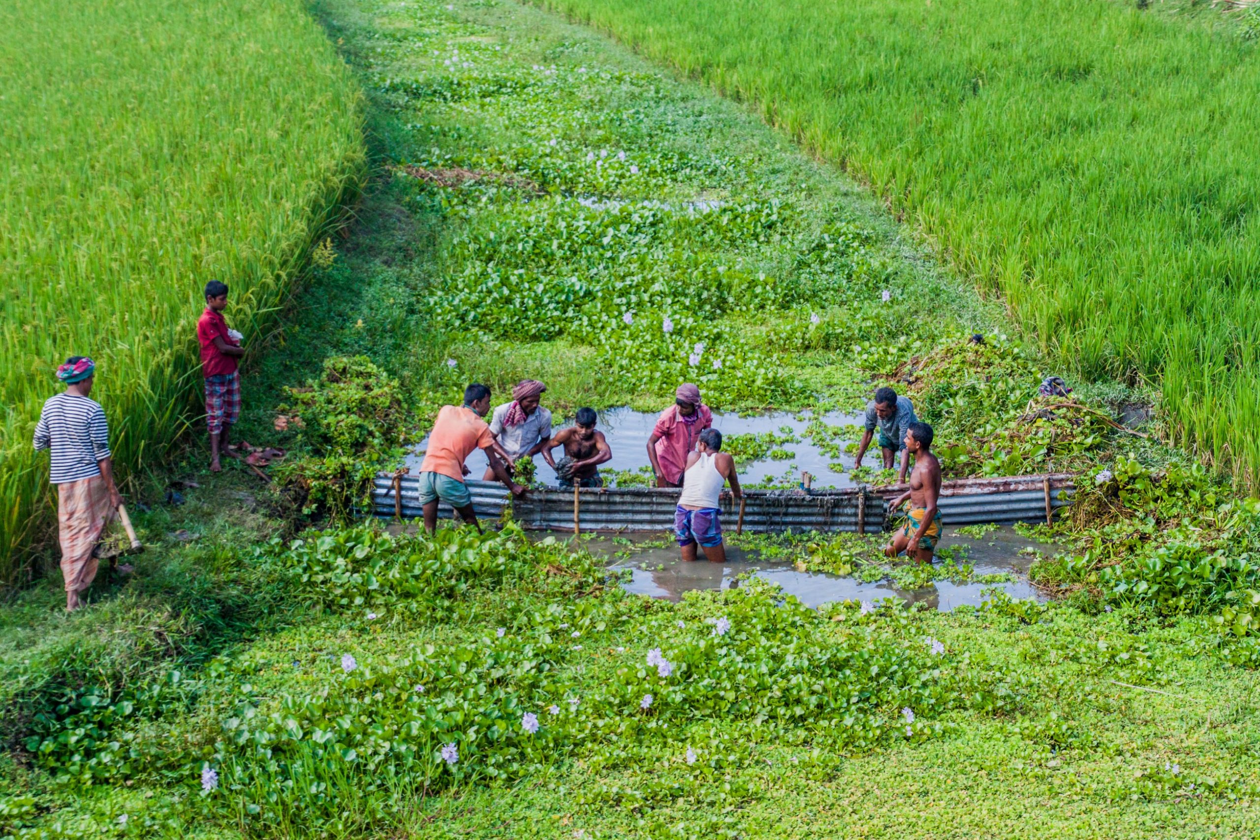 bangladesh rice farmer