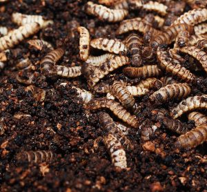 black fly larvae