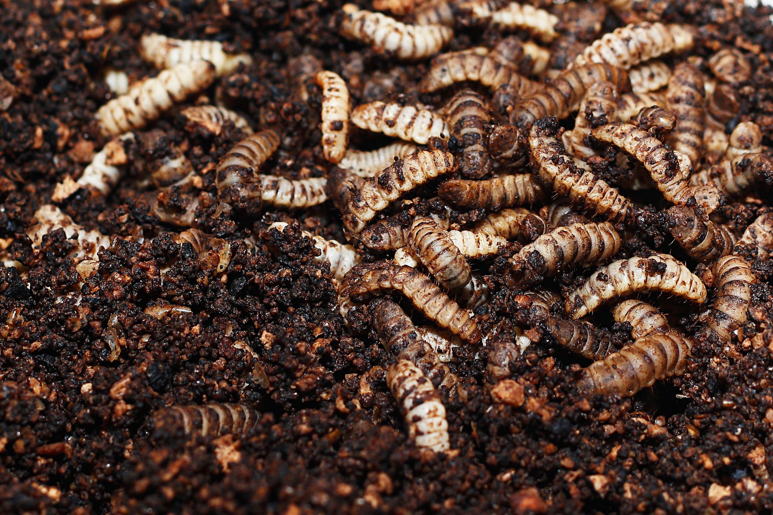 black fly larvae