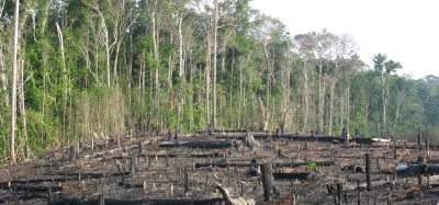Amazon Rainforest