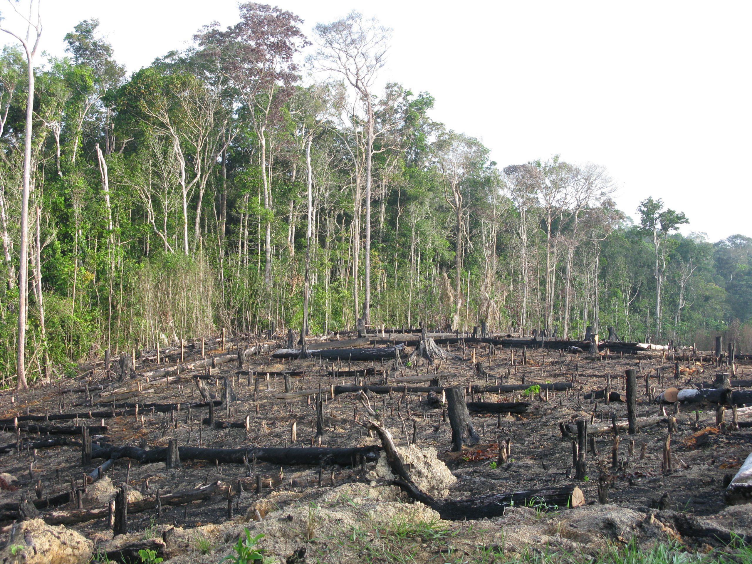 Amazon Rainforest