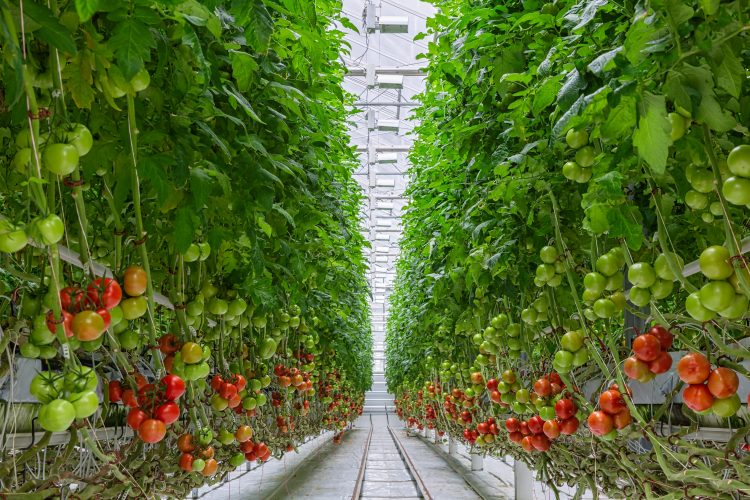 greenhouse tomatoes 