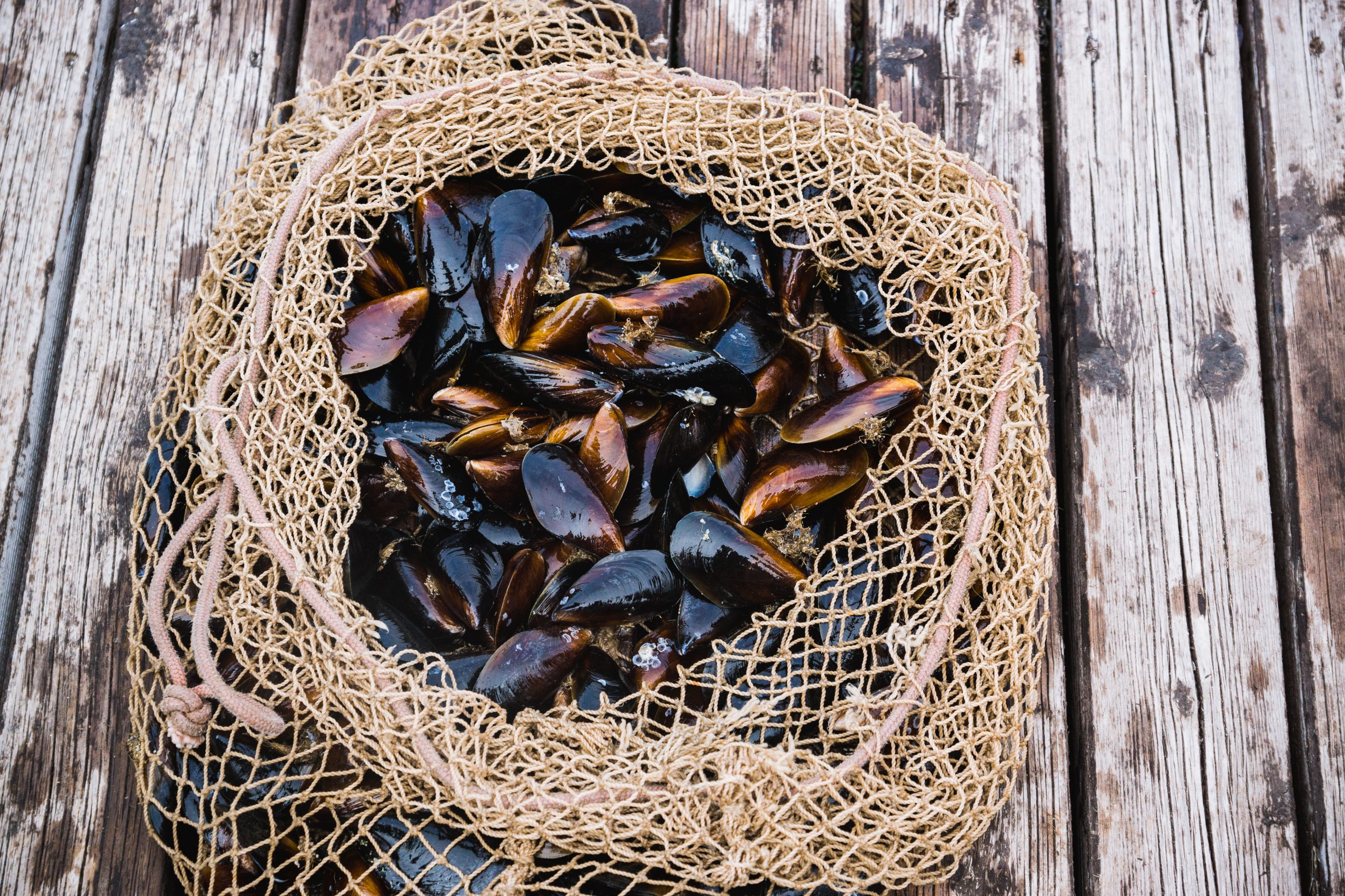 Cómo hacer mejillones al vapor