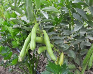 On the stem of the bean (Vicia faba) ripen green pods