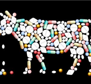 antibiotics in cattle