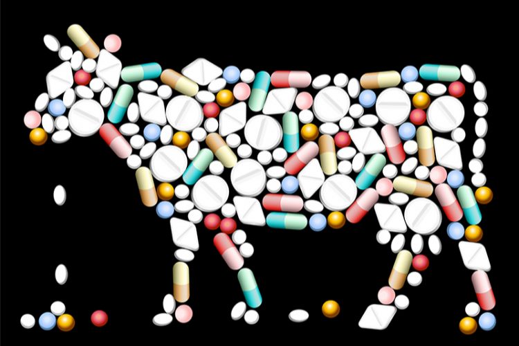 antibiotics in cattle