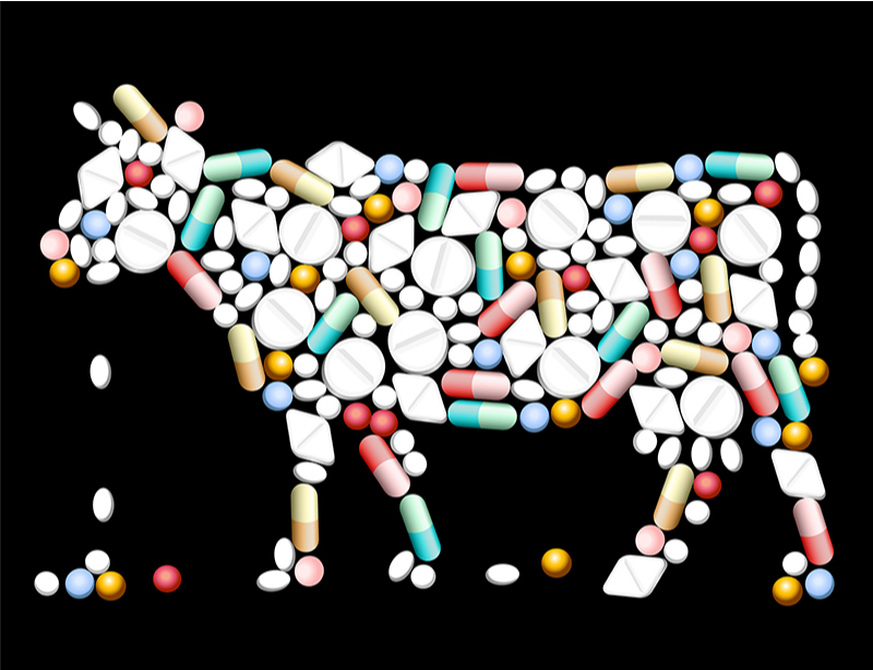 antibiotics in cattle