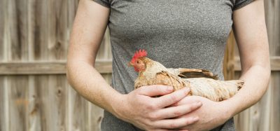 chicken