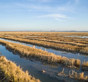 rice paddy