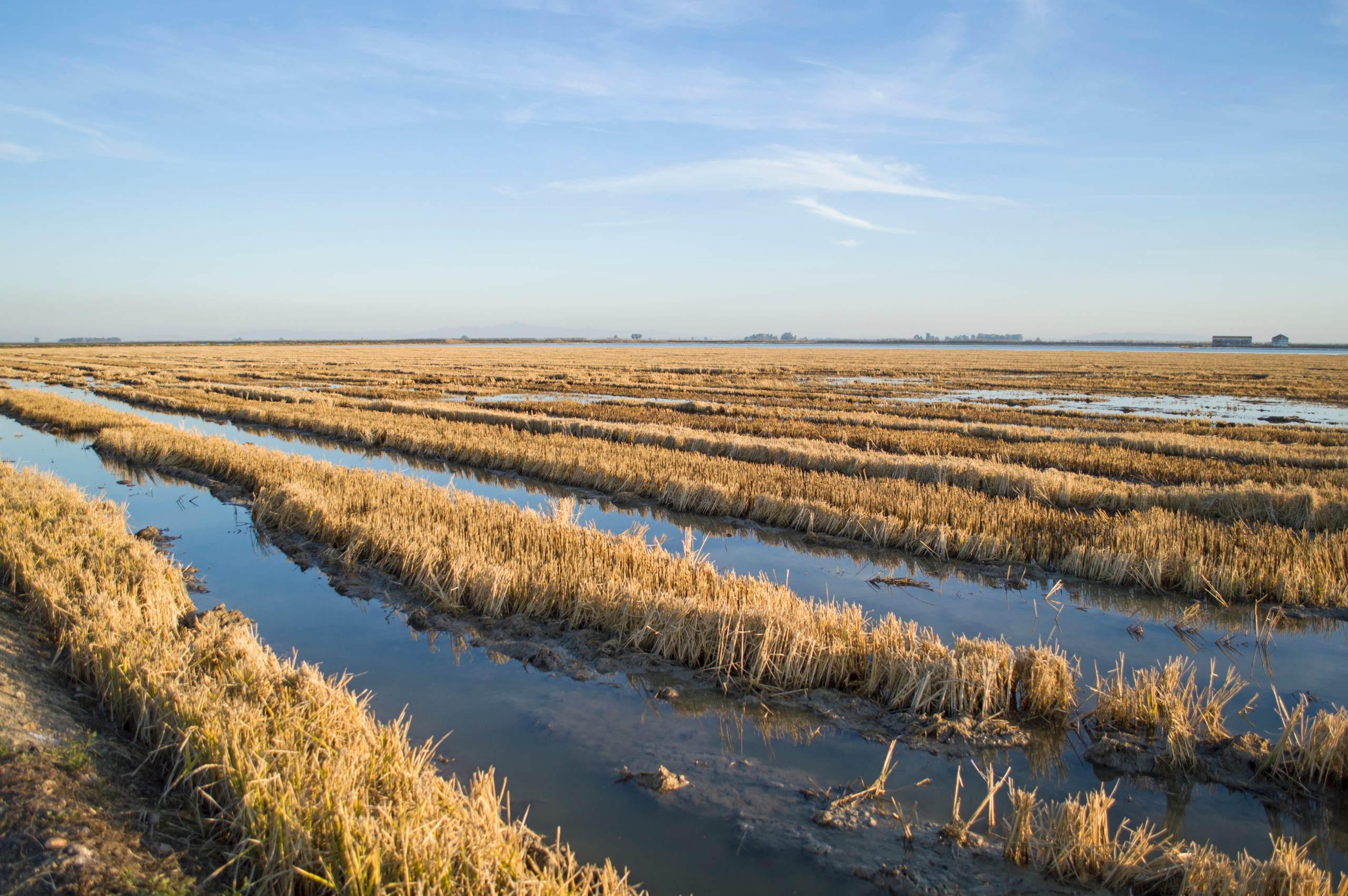 rice paddy