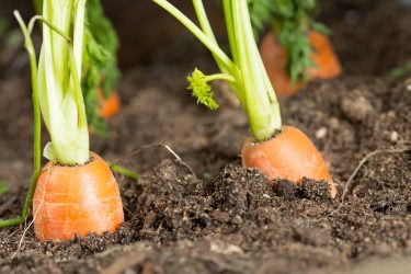 carrots in soil