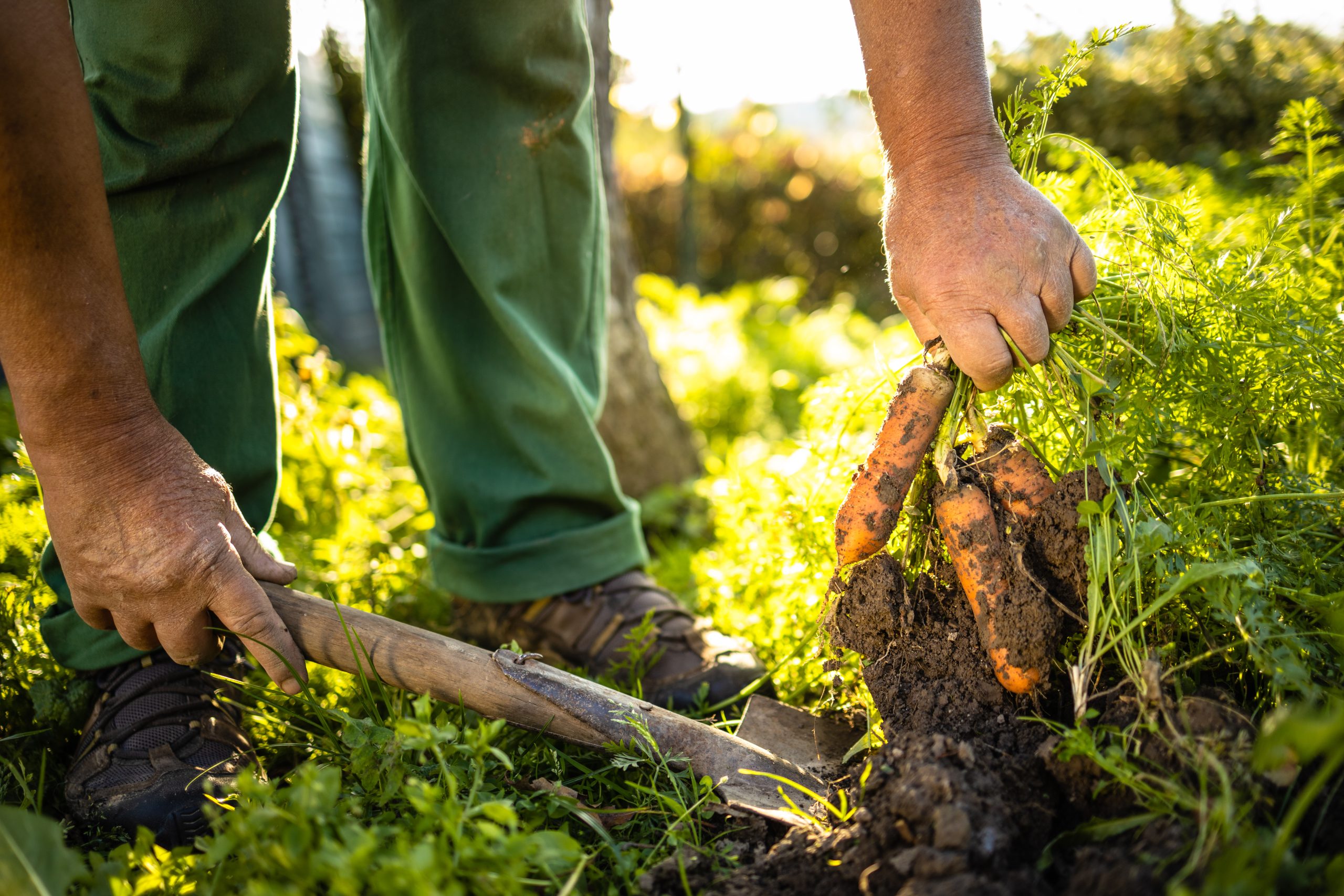 regenerative agricuture