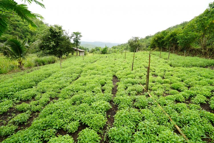 stevia farm