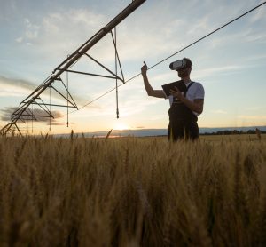 man in wheat field