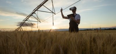 man in wheat field