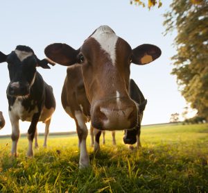 cows in field