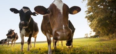 cows in field