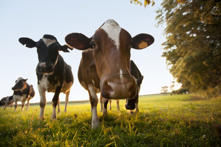 cows in field