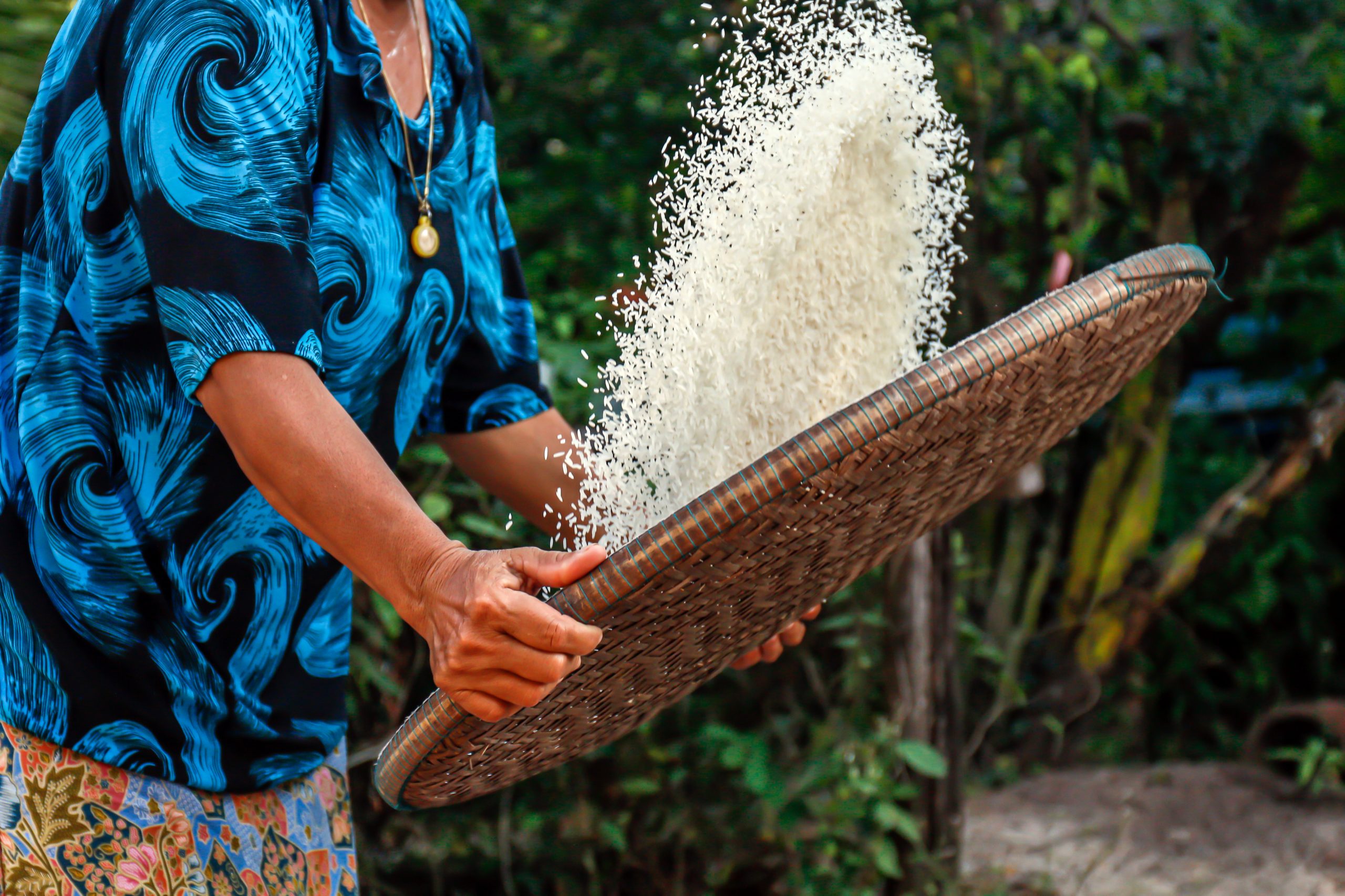 rice production