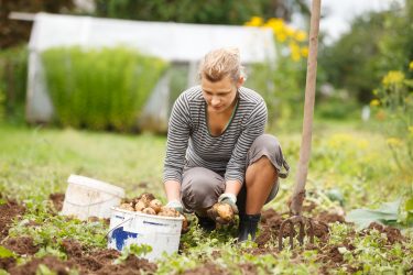 growing vegetables