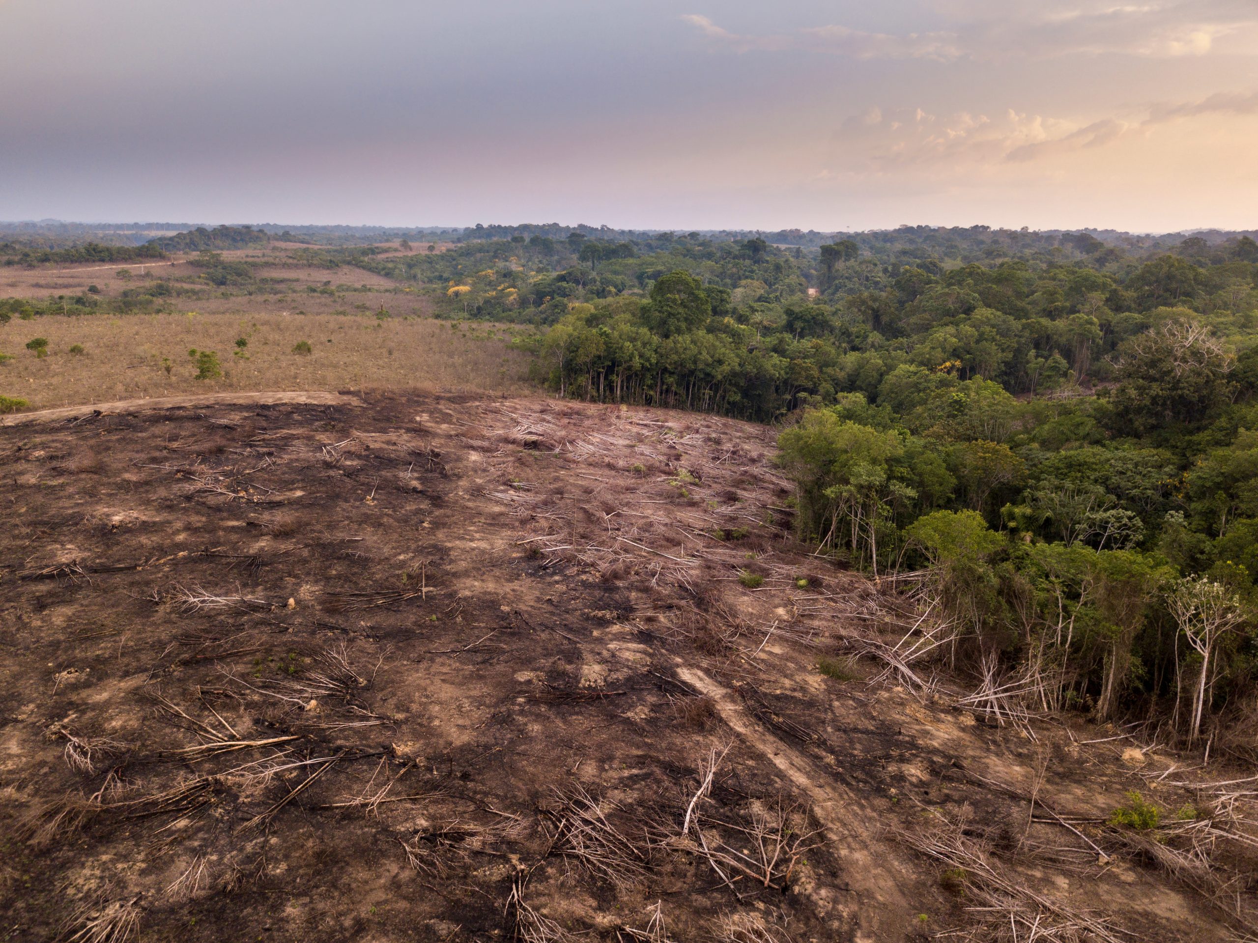 Amazon deforestation