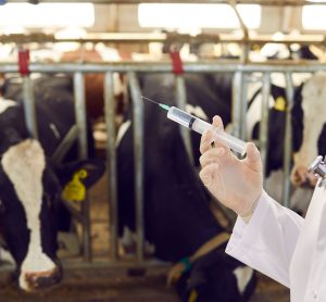 antibiotics cattle