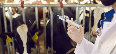 antibiotics cattle
