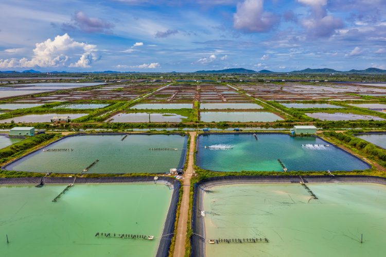 fish farming 