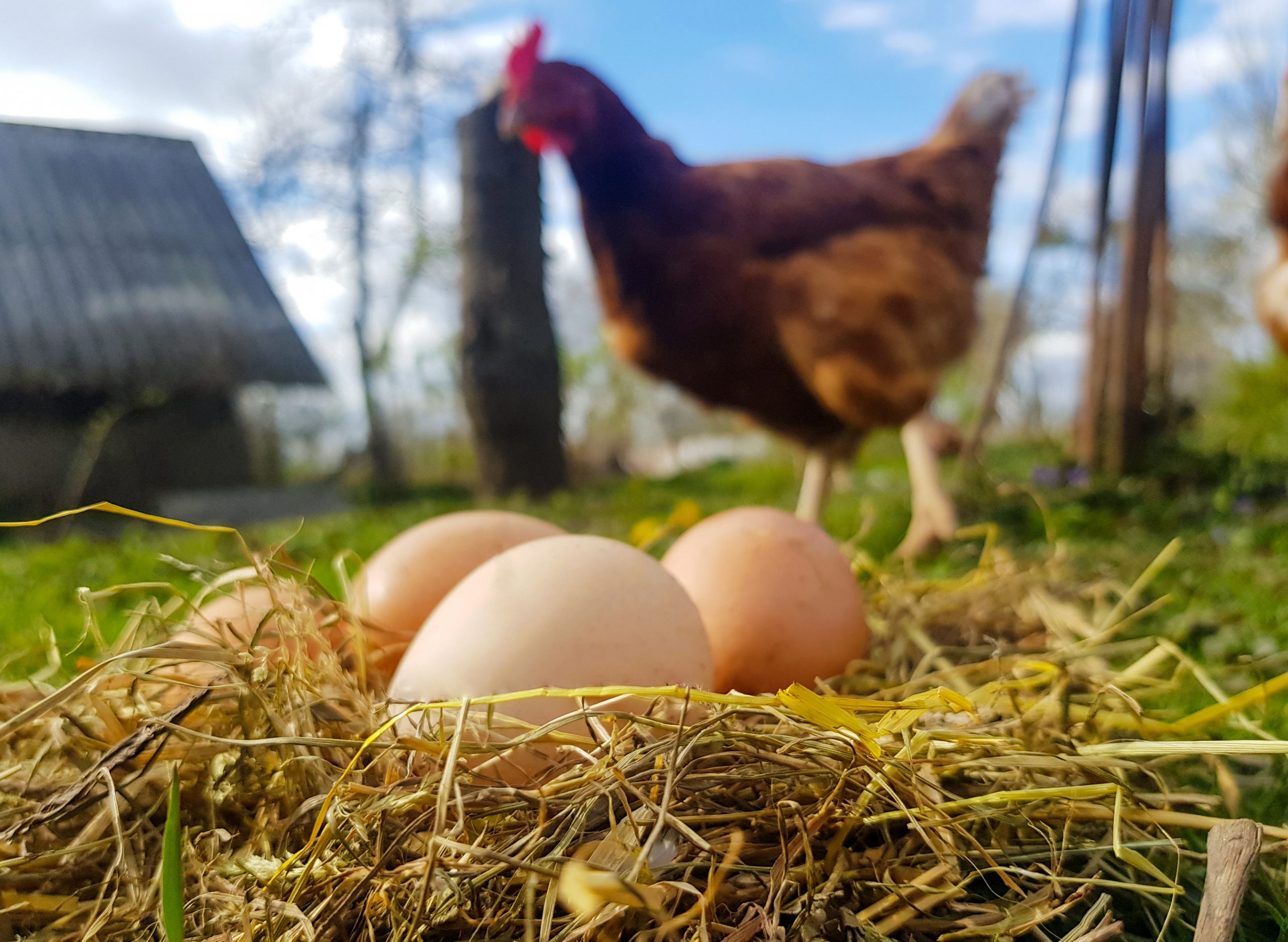 Free range chicken and egg