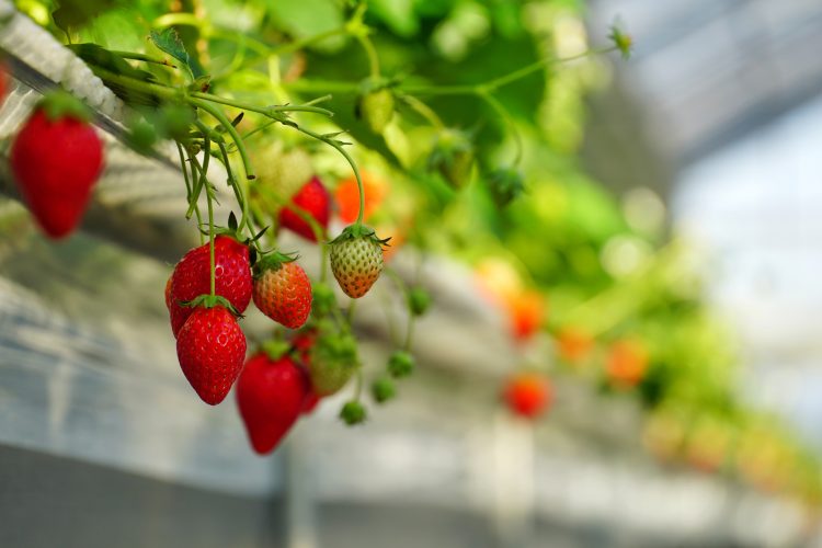 strawberries