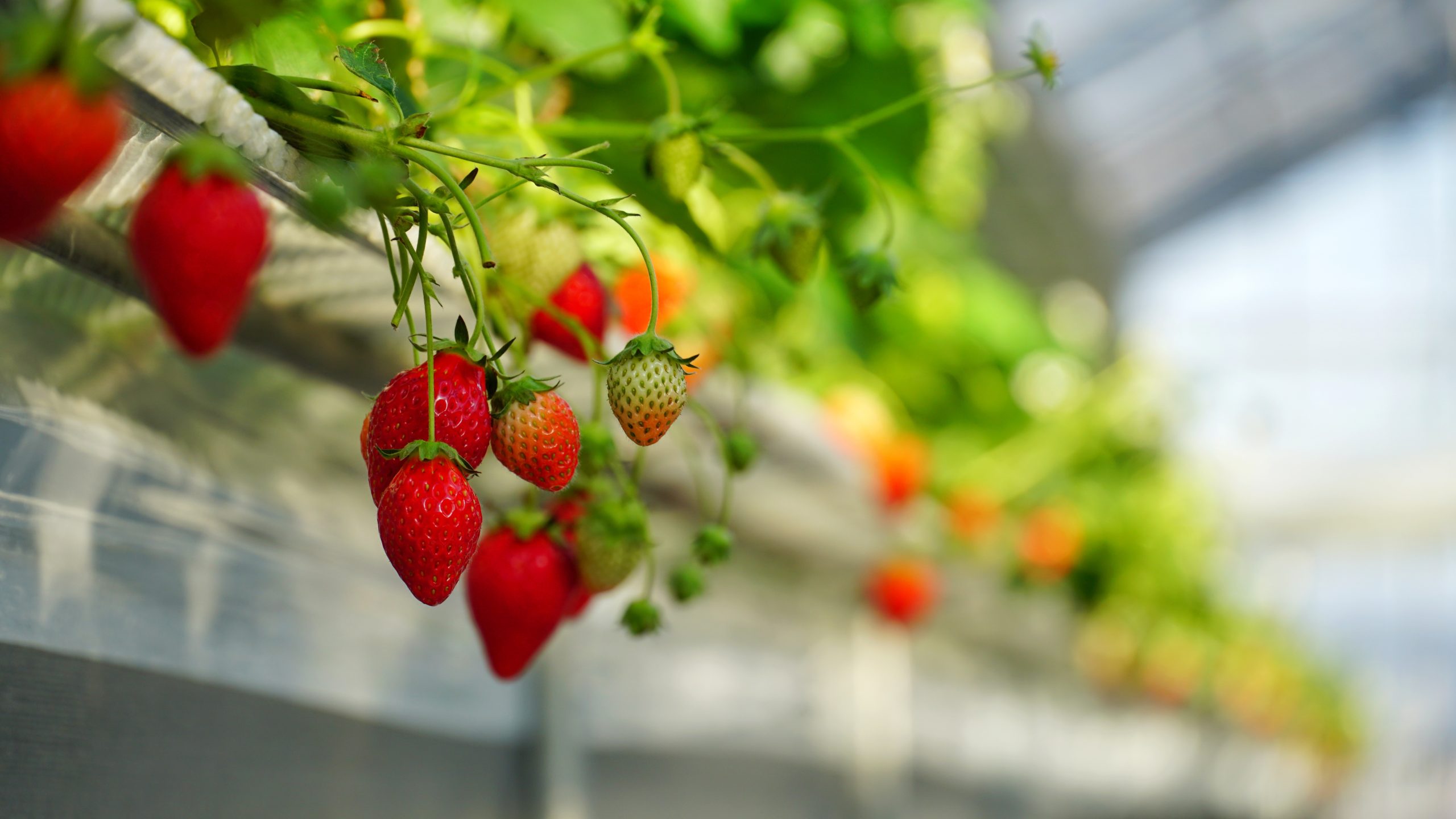 strawberries