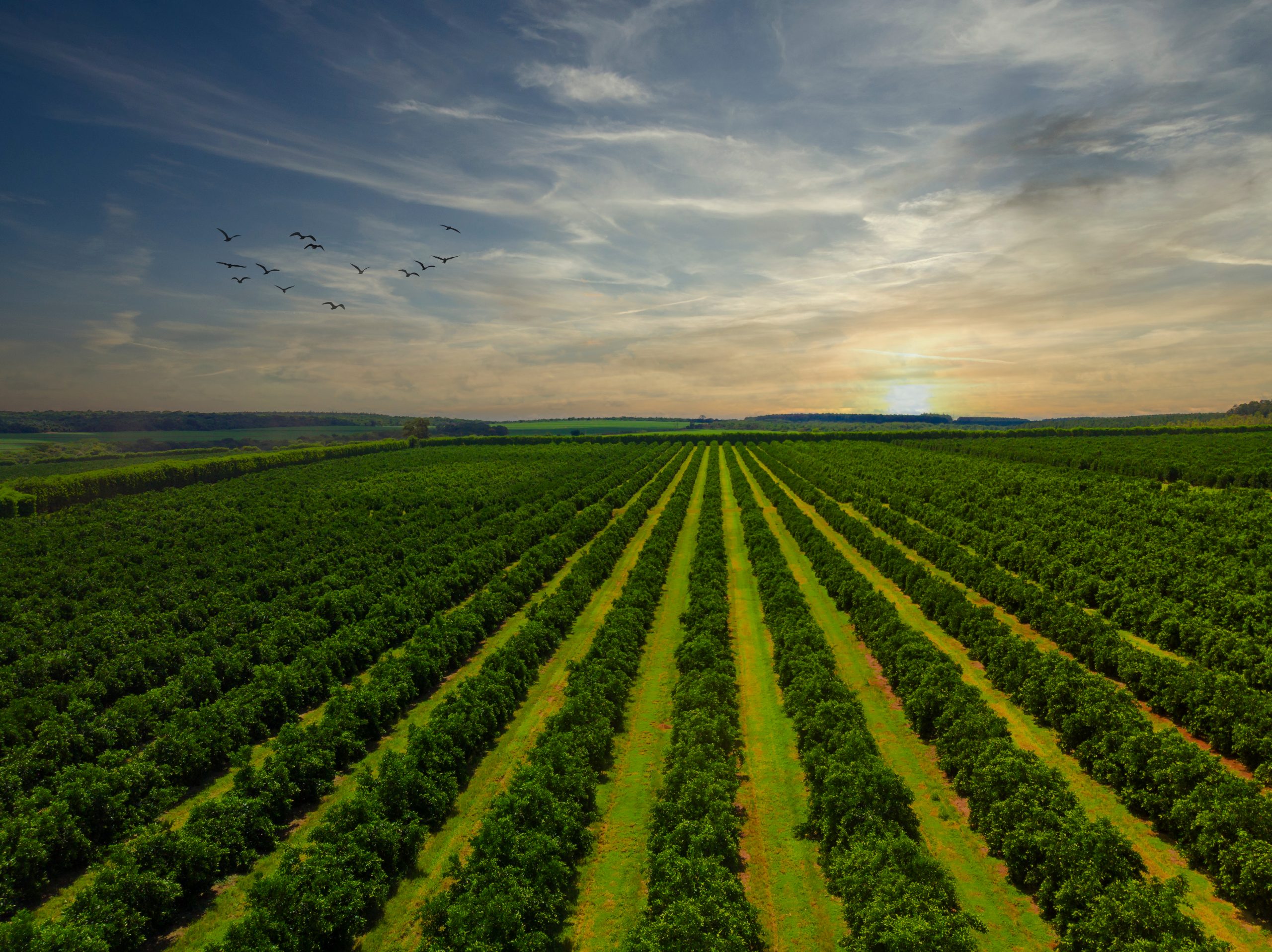 brazil citrus